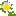 Flower daisy