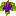 Grapes bunch