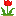 Tulip side